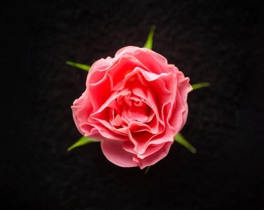 Siyah arka planda bir çiçek. Siyah arkaplanda.