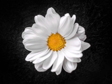 Siyah arka planda bir çiçek. Yukarıya bak.