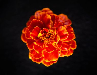 Siyah arka planda narin bir çiçek. Karanlık bir arka planda.