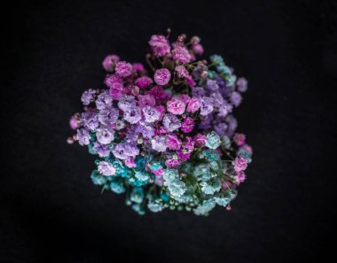 Siyah arka planda çiçeğin stüdyo çekimi. Makro fotoğraf.