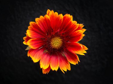 Siyah arka planda güzel bir çiçek. Yukarıya bak.