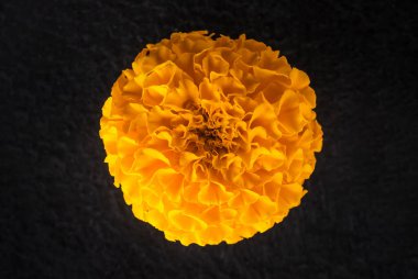 Siyah arka planda bir çiçeğin üst görüntüsü. Yukarıdan Fotoğraf.