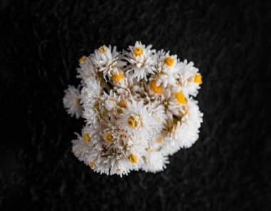 Siyah arka planda bir çiçeğin üst görüntüsü. Kapat..