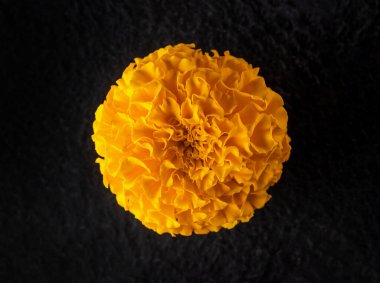 Siyah arka planda çiçeğin stüdyo çekimi. Stüdyo çekimi.