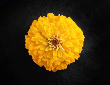 Siyah arka planda güzel bir çiçek. Yukarıya bak.