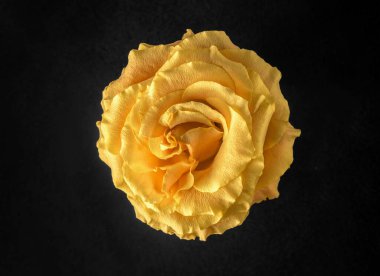 Siyah arka planda güzel bir çiçek. Stüdyo çekimi.