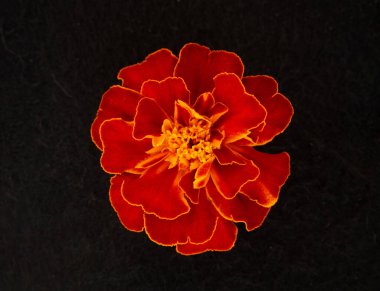 Siyah arka planda güzel bir çiçek. Makro atış.