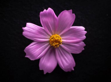 Siyah arka planda bir çiçeğin üst görüntüsü. Parlak ve güzel bir çiçek.