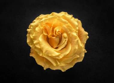 Siyah arka planda bir çiçek. - Yakın çekim. Doğa.