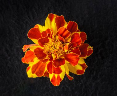 Siyah arka planda narin bir çiçek. Kapat..