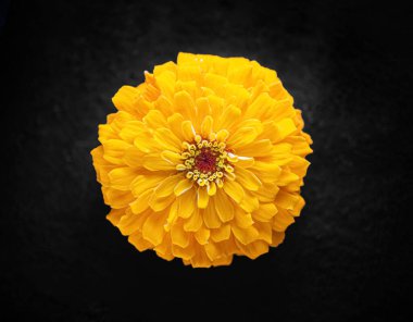 Siyah arka planda bir çiçeğin üst görüntüsü. Yukarıya bak.