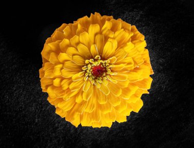 Siyah arka planda güzel bir çiçek. Parlak ve güzel bir çiçek.