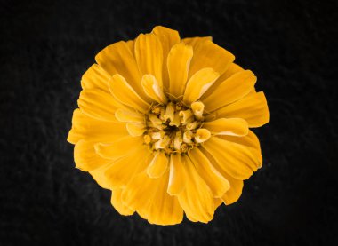 Siyah arka planda güzel bir çiçek. Dekoratif çiçekler.