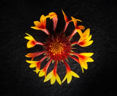 Siyah arka planda çiçeğin stüdyo çekimi. Karanlık bir arka planda.