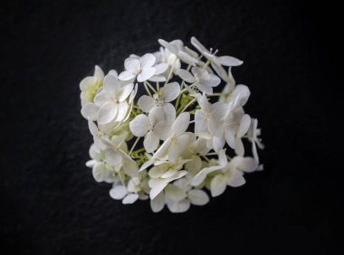 Siyah arka planda narin bir çiçek. Düz yatış, üst görünüm.