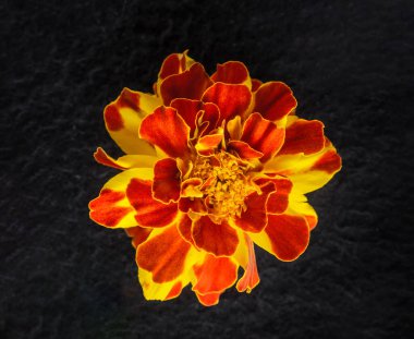 Siyah arka planda narin bir çiçek. Siyah arkaplanda.