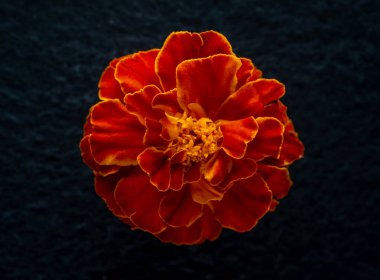 Siyah arka planda bir çiçek. Yukarıdan Fotoğraf.