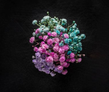 Siyah arka planda bir çiçek. Dekoratif çiçekler.