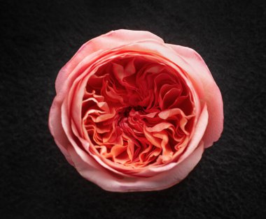 Siyah arka planda bir çiçek. Tasarım için. Doğa.