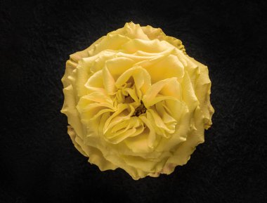 Siyah arka planda çiçeğin stüdyo çekimi. Yukarıdan Fotoğraf.