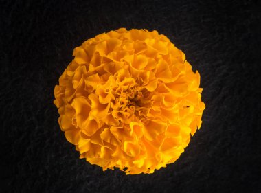 Siyah arka planda çiçeğin stüdyo çekimi. Siyah arkaplanda.