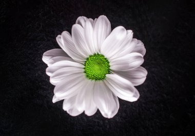 Siyah arka planda bir çiçek. Yukarıya bak.