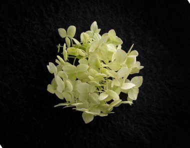 Siyah arka planda çiçeğin stüdyo çekimi. Yukarıdan görüntüle.