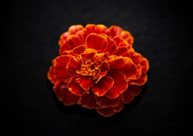 Siyah arka planda bir çiçek. Karanlık bir arka planda.