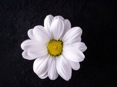 Siyah arka planda çiçeğin stüdyo çekimi. Tasarım için. Doğa.