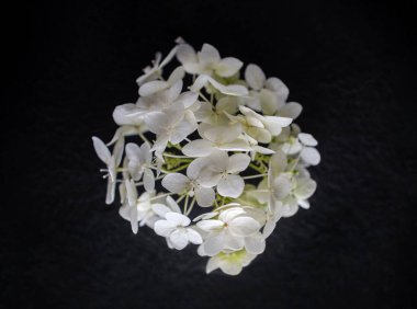 Siyah arka planda çiçeğin stüdyo çekimi. - Yakın çekim. Doğa.