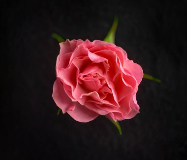 Siyah arka planda bir çiçek. Stüdyo çekimi.