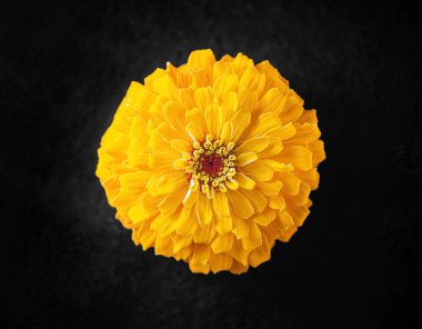 Siyah arka planda çiçeğin stüdyo çekimi. Makro fotoğraf.