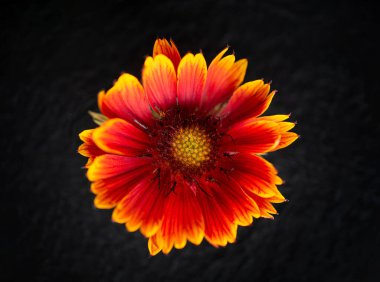 Siyah arka planda çiçeğin stüdyo çekimi. Tasarım için. Doğa.