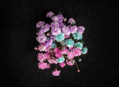 Siyah arka planda güzel bir çiçek. Yakın çekim..