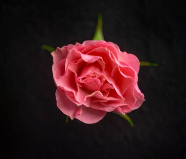 Siyah arka planda bir çiçek. Yukarıya bak.