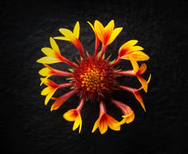 Siyah arka planda çiçeğin stüdyo çekimi. Yukarıdan görüntüle.