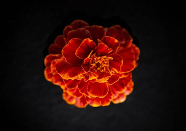 Siyah arka planda güzel bir çiçek. Kapat..