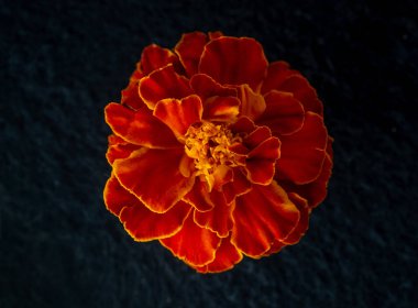 Siyah arka planda çiçeğin stüdyo çekimi. Seçici odak.