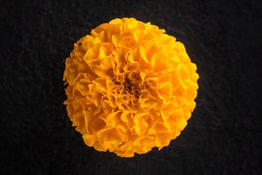 Siyah arka planda bir çiçeğin üst görüntüsü. Stüdyo çekimi.