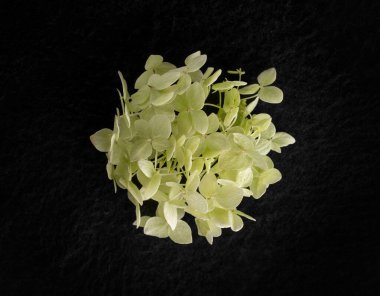 Siyah arka planda bir çiçek. Stüdyo çekimi.