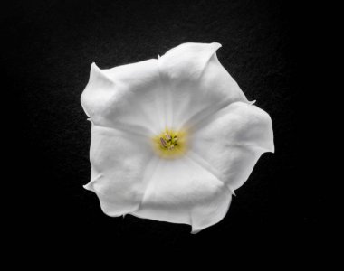 Siyah arka planda güzel bir çiçek. Yukarıdan görüntüle.