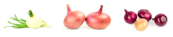 Beyaz arkaplan üzerinde soğan ampulü kolajı — Stok fotoğraf