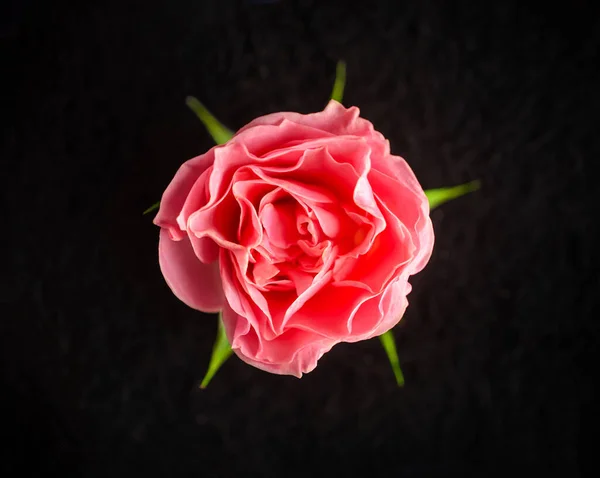 One flower on a black background. Macro photo. — Stock Photo, Image