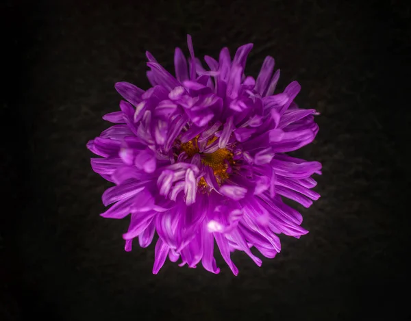 Studio shot of flower on black background. View from above. — Stock Photo, Image