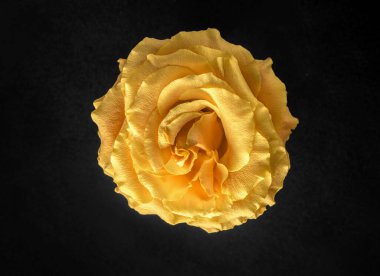 Siyah arka planda bir çiçeğin üst görüntüsü. Tasarım için. Doğa.