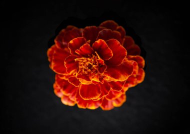 Siyah arka planda narin bir çiçek. Karanlık bir arka planda.