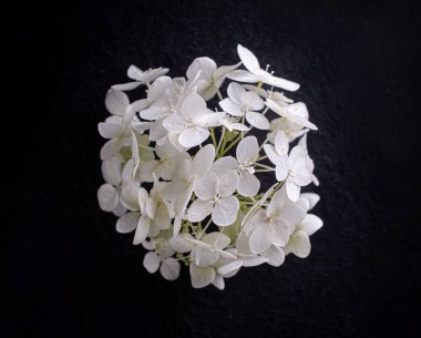 Siyah arka planda narin bir çiçek. Yukarıdan görüntüle.