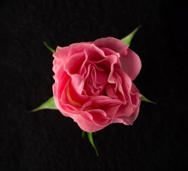 Siyah arka planda bir çiçek. Makro fotoğraf.