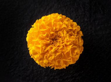 Siyah arka planda çiçeğin stüdyo çekimi. Yukarıya bak.