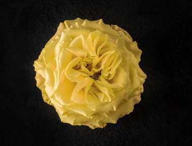 Siyah arka planda bir çiçeğin üst görüntüsü. Yakın çekim..